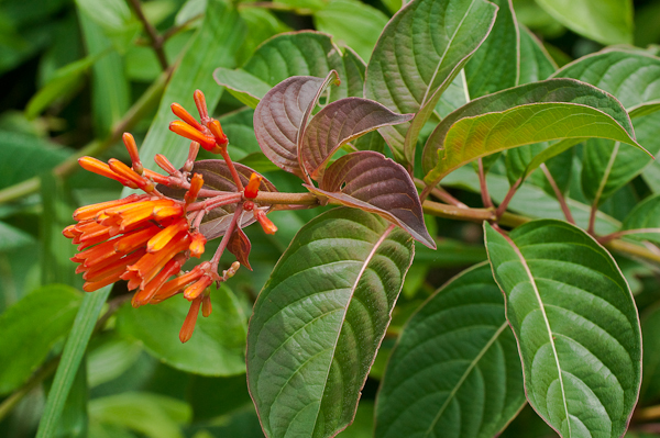 Hamelia