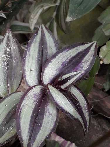 Tradescantia zebrina image