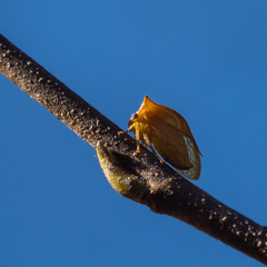 Stictolobus borealis