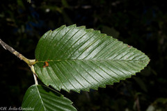 Cercocarpus macrophyllus