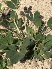 Arachis hypogaea