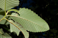 Cercocarpus macrophyllus