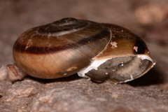 Sonorella granulatissima