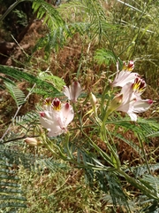 Alstroemeria pulchra