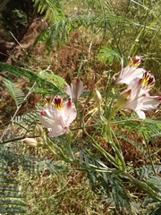 Alstroemeria pulchra