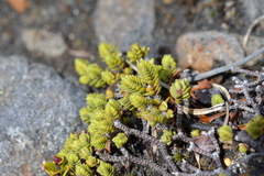 Pimelea microphylla
