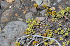 Pimelea microphylla