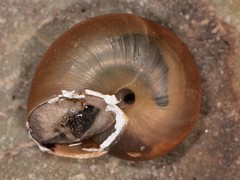 Sonorella granulatissima