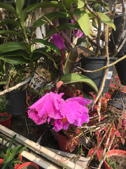 Orchidaceae