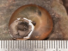 Sonorella granulatissima