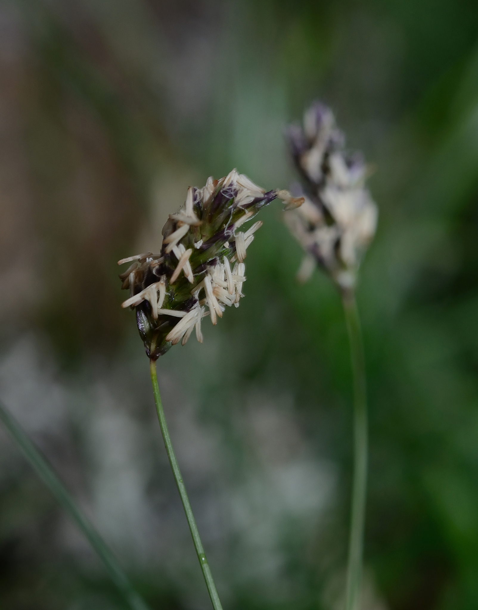 Sesleria