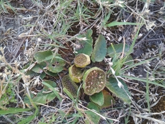 Dorstenia brasiliensis