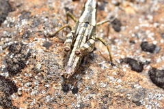 Sigaus piliferus