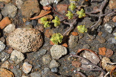 Pimelea microphylla