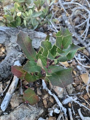 Berberis pumila