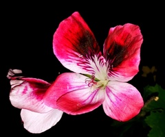 Pelargonium