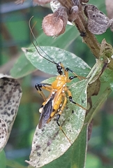 Cosmolestes picticeps