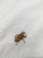 Odontoderes morbillosus