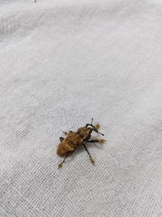 Odontoderes morbillosus