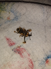 Odontoderes morbillosus