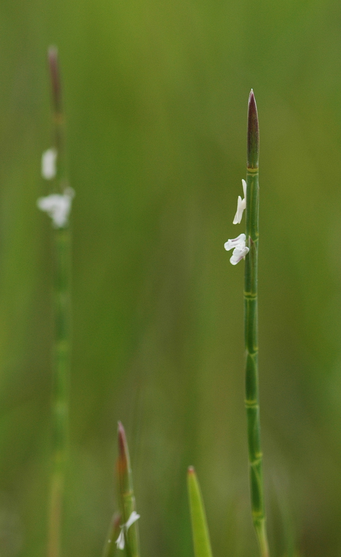 Parapholis strigosa