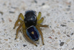 Maratus hesperus