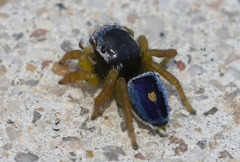 Maratus hesperus