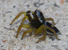 Maratus hesperus