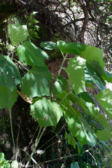 Podachaenium eminens