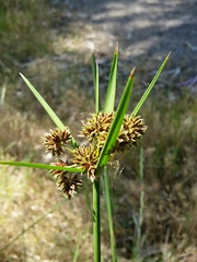 Cyperus vaginatus