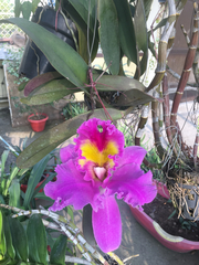 Orchidaceae