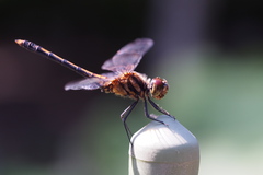 Sympetrum infuscatum