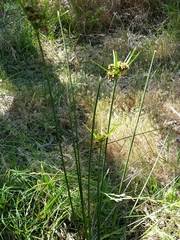 Cyperus vaginatus