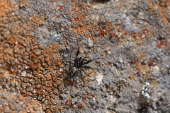 Steatoda truncata