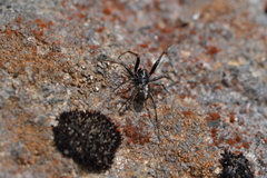Steatoda truncata
