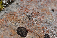 Steatoda truncata