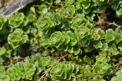 Veronica hookeriana