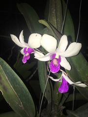Orchidaceae
