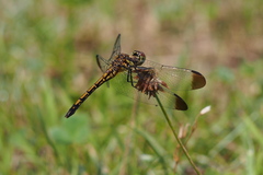 Sympetrum infuscatum