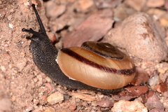 Sonorella granulatissima