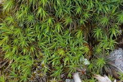 Polytrichadelphus magellanicus