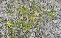 Carsonia sparsifolia