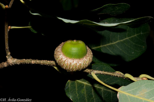 Quercus sororia