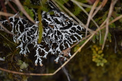 Hypogymnia lugubris