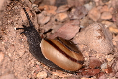Sonorella granulatissima