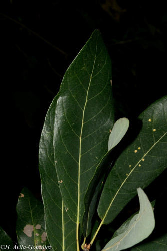 Quercus sororia