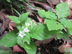 Spigelia humboldtiana
