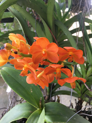 Orchidaceae