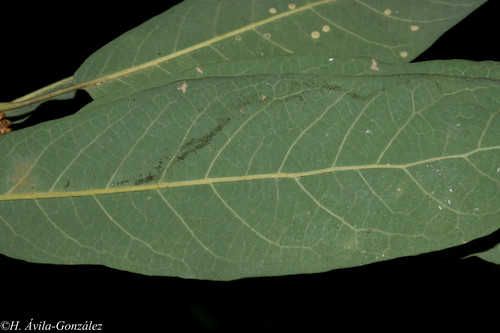 Quercus sororia