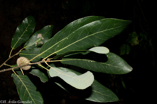 Quercus sororia